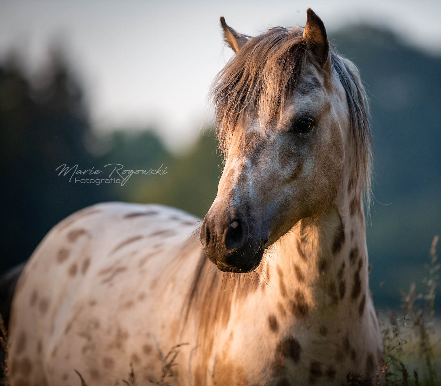 Lendorfs Mini-Appaloosa Stallion